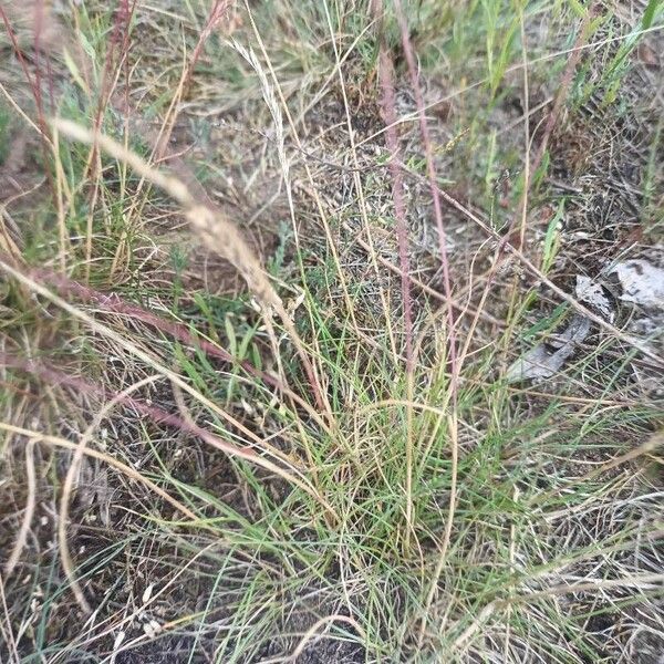 Festuca filiformis List