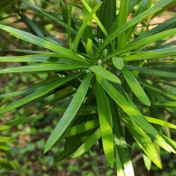Podocarpus lambertii পাতা