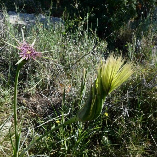 Tragopogon angustifolius Çiçek