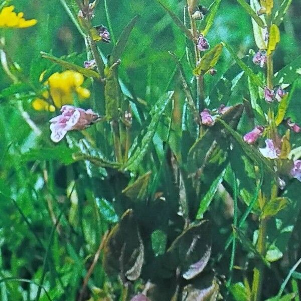 Scutellaria minor 整株植物