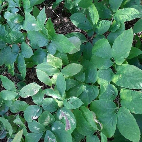 Aralia nudicaulis Blad