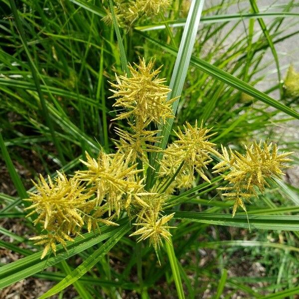 Cyperus esculentus Blüte