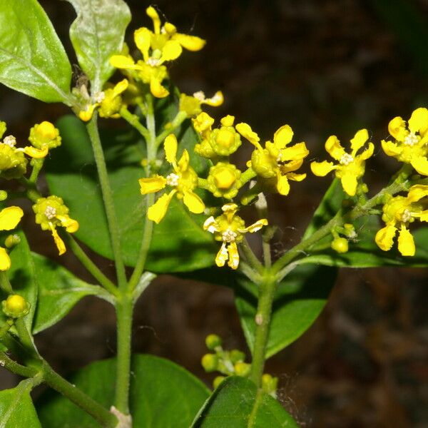 Bunchosia nitida Flower