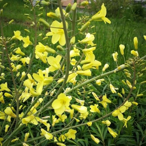 Brassica oleracea Flower