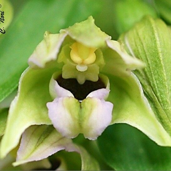 Epipactis helleborine Fleur