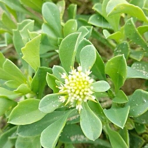 Borrichia frutescens Virág