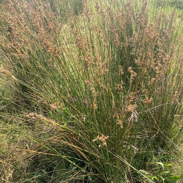 Juncus maritimus Flor