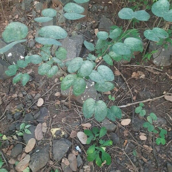 Bauhinia tomentosa Yaprak