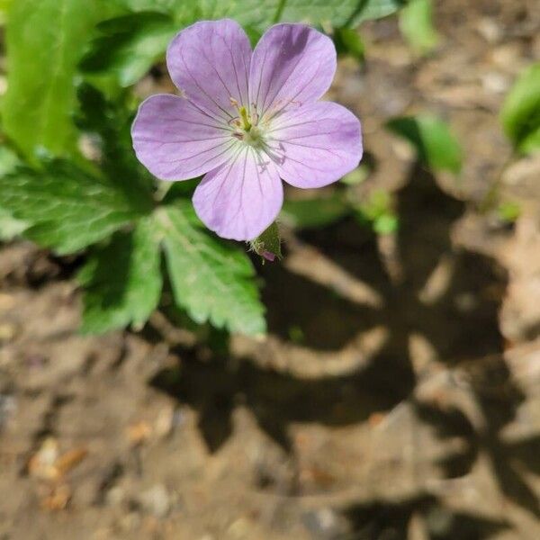 Geranium maculatum Flor