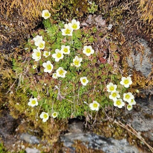 Saxifraga cespitosa Flor