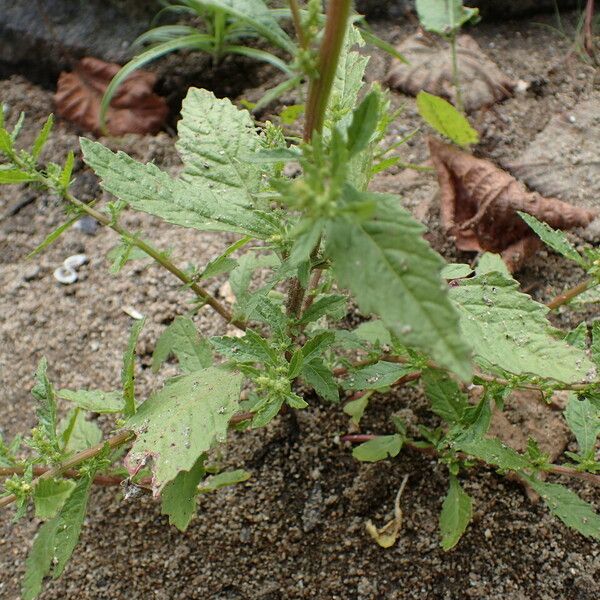 Dysphania ambrosioides Blad