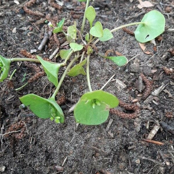 Claytonia perfoliata Ліст