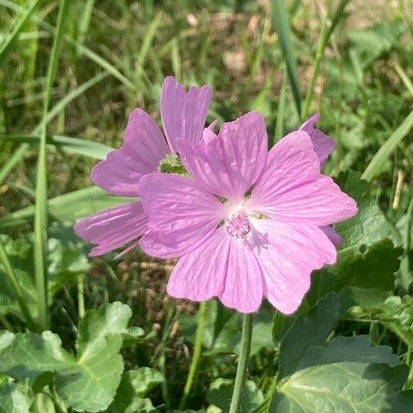 Malva alcea Blomst