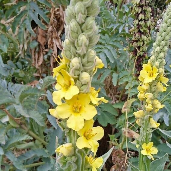 Verbascum densiflorum Foglia