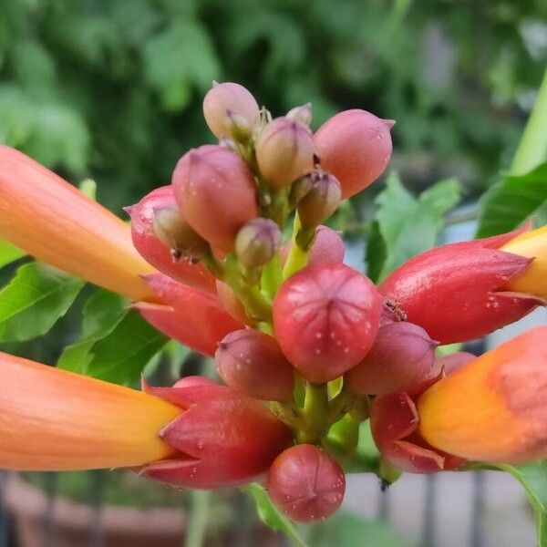 Campsis radicans Цвят