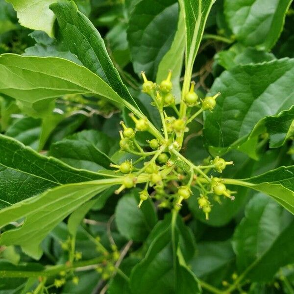 Celastrus orbiculatus Frucht