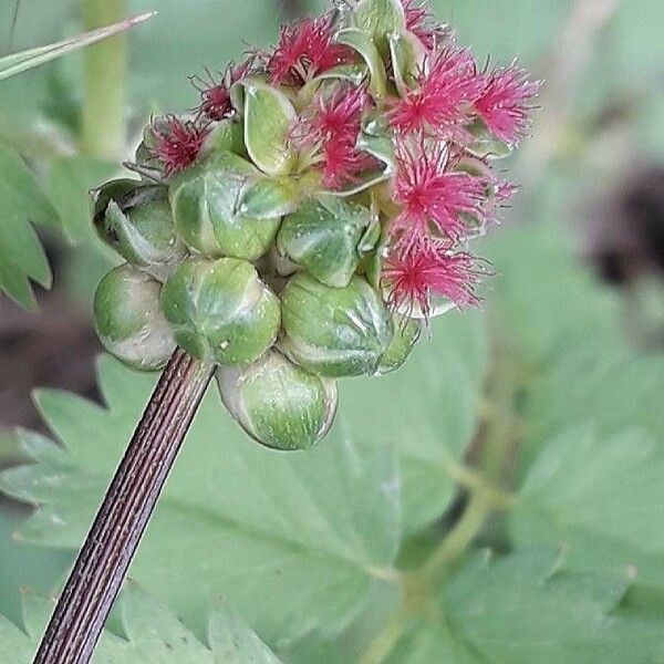 Sanguisorba minor Цвят