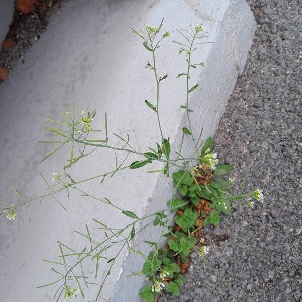 Arabidopsis thaliana Plante entière