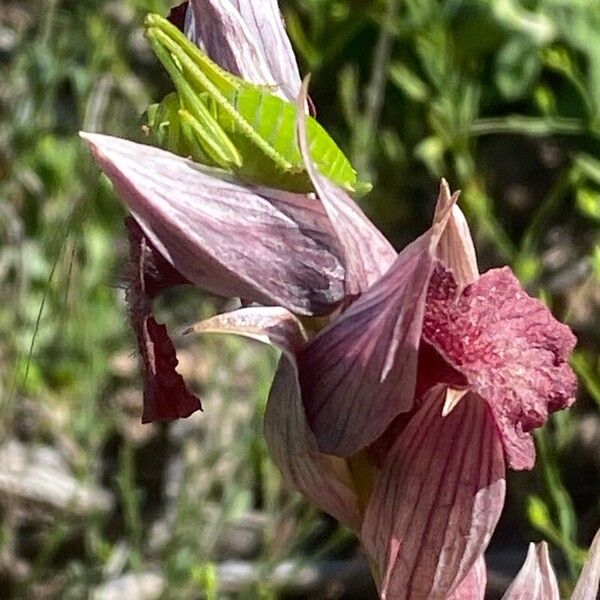 Serapias cordigera Floare