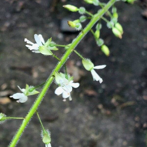 Circaea lutetiana 花