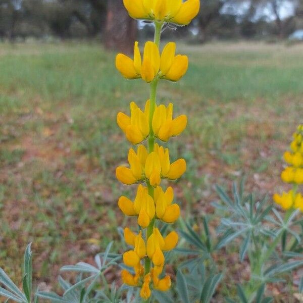 Lupinus luteus Квітка