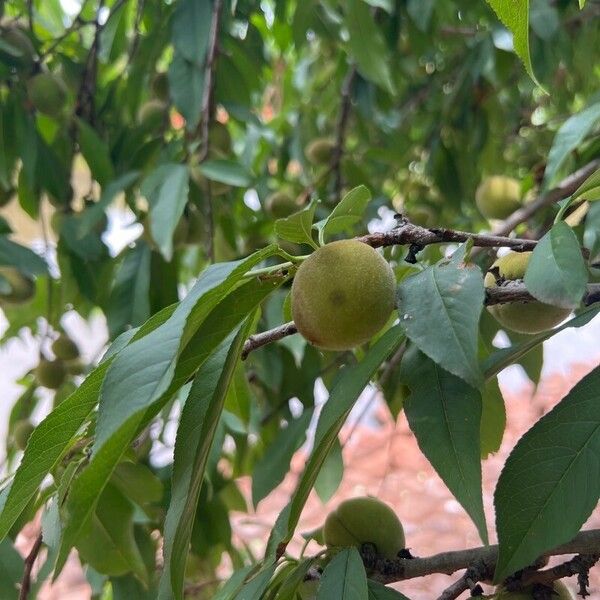 Prunus persica Fruit