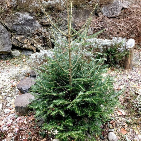 Abies cephalonica عادت داشتن