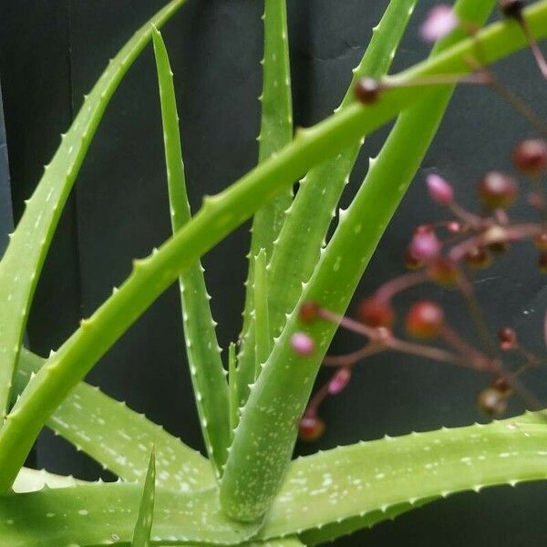 Aloe vera পাতা