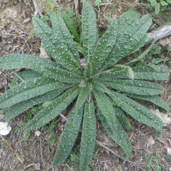 Echium vulgare Leht