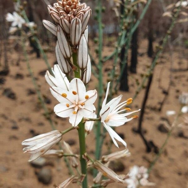 Asphodelus ramosus Flor