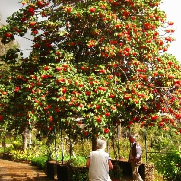 Dombeya cacuminum (Strawberry snowball tree)