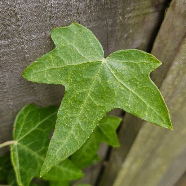 Hedera hibernica برگ