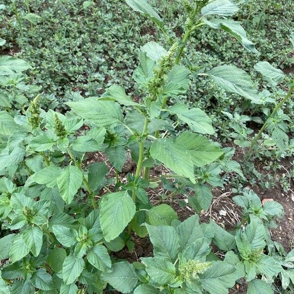 Amaranthus spinosus Folla