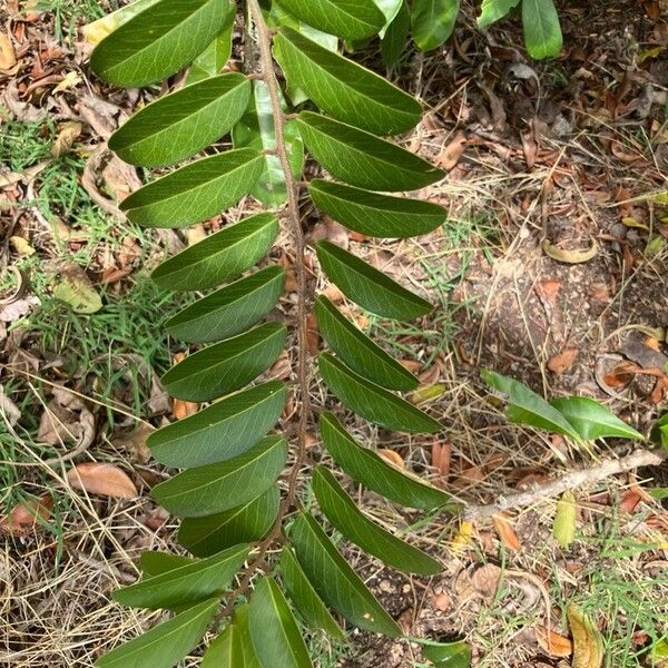 Morisonia flexuosa 葉