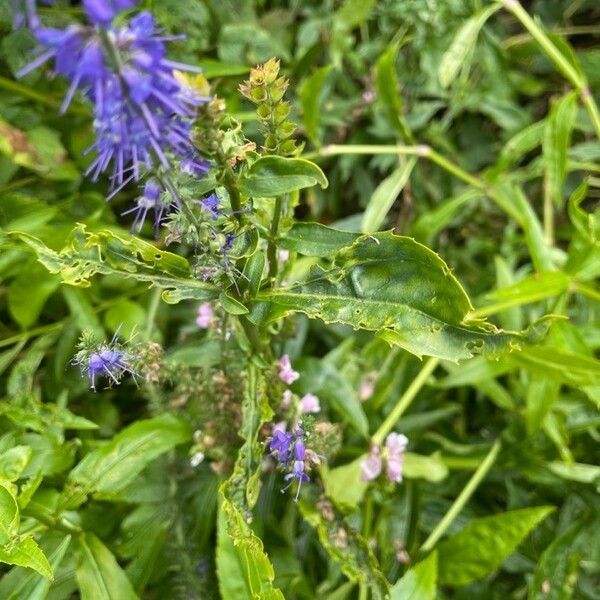 Veronica longifolia 葉