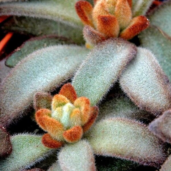 Kalanchoe tomentosa 叶