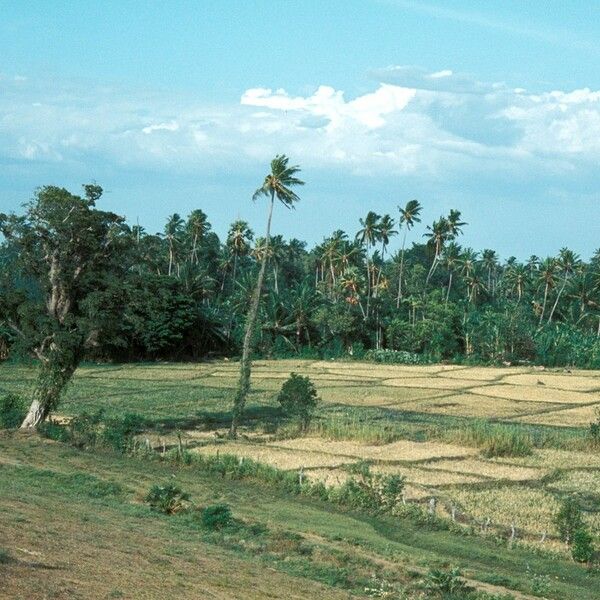 Oryza sativa Habit