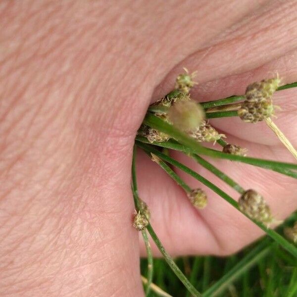 Isolepis cernua Flower
