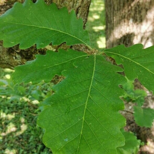 Quercus macranthera Folha