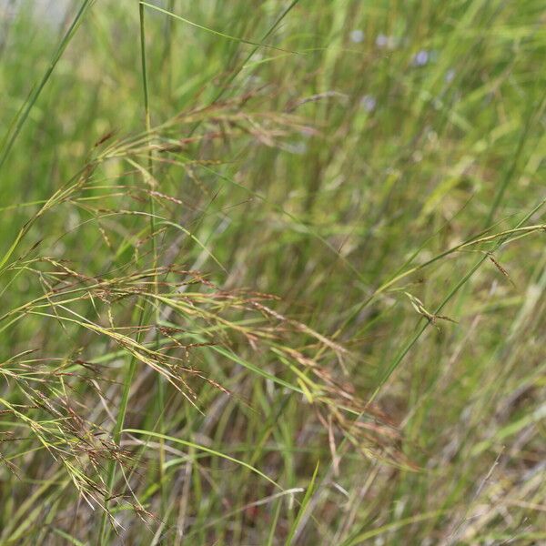 Hyparrhenia rufa Blomst