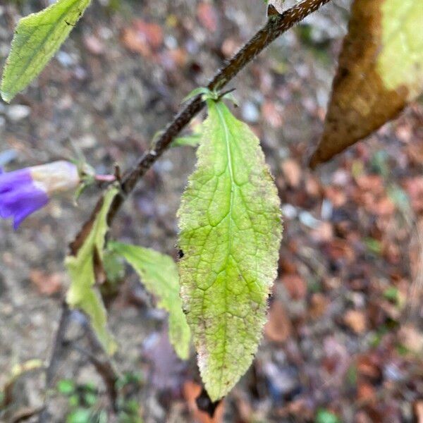 Campanula medium Folla