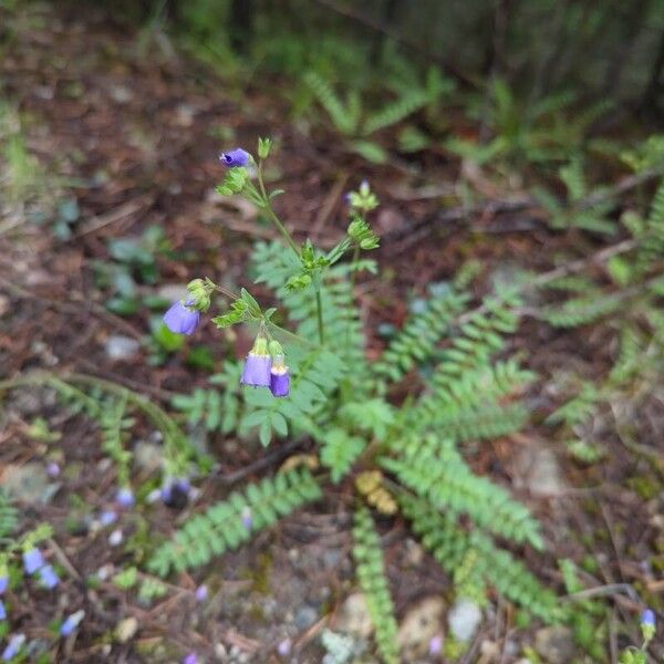 Polemonium pulcherrimum ᱵᱟᱦᱟ