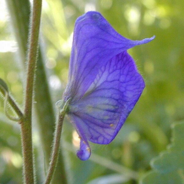 Aconitum columbianum Цвят