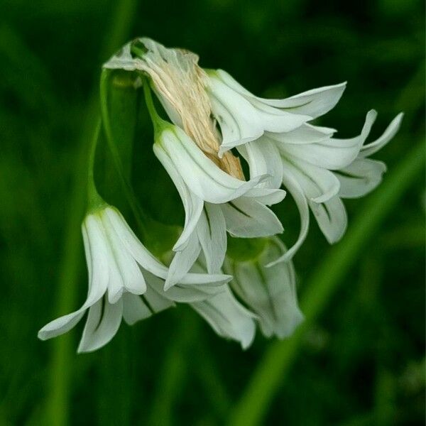 Allium triquetrum Çiçek