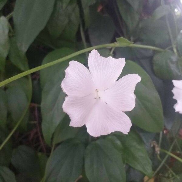 Thunbergia fragrans Lorea