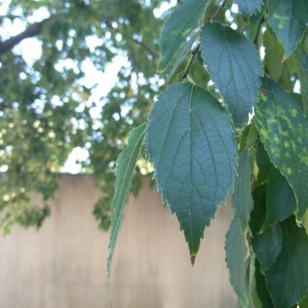 Celtis australis Folha