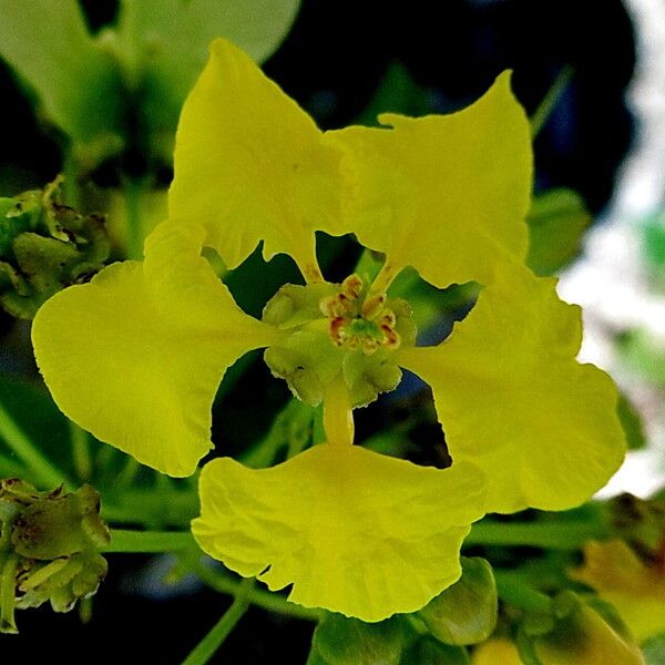Galphimia gracilis Квітка