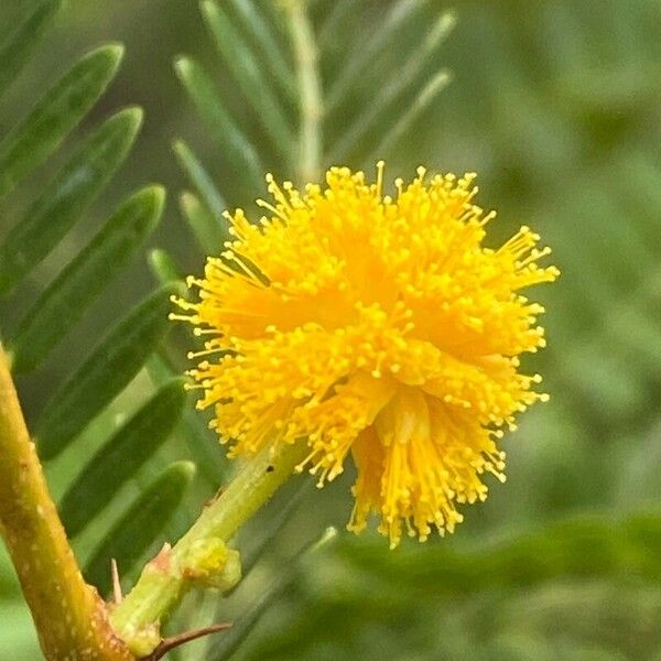 Acacia karroo 花