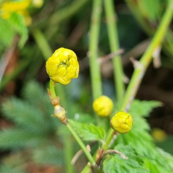 Kerria japonica Λουλούδι