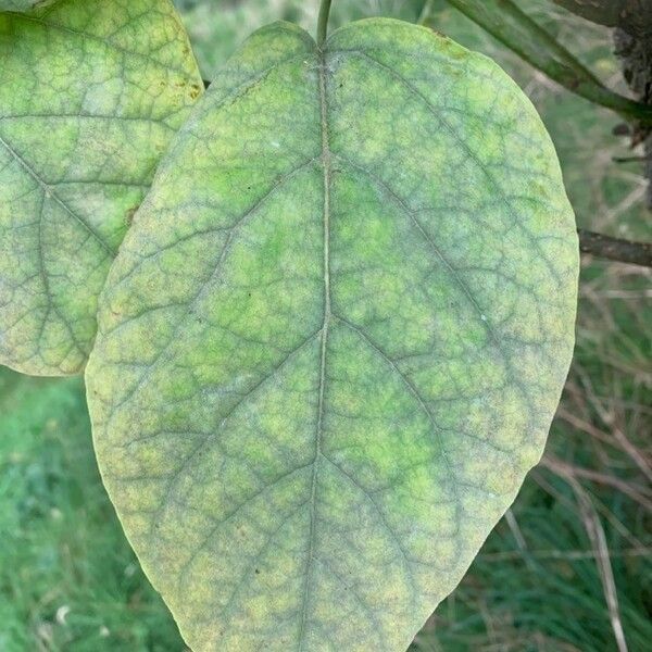 Cordia africana Frunză